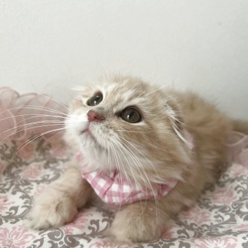 ミヌエット(長足)【埼玉県・女の子・2025年6月24日・クリームダビー（ロング）】の写真「✨優しい毛色でふわふわの可愛い女の子✨」