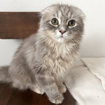 スコティッシュフォールド(折れ耳)【埼玉県・女の子・2025年5月23日・ブルーダビー（ロング）】の写真「遊ぶのが大好きな元気な女の子✨」