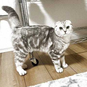 マンチカン(長足)【埼玉県・男の子・2024年5月13日・チンチラシルバー】の写真「折れたお耳とクリっとしたお目々がチャームポイント✨」