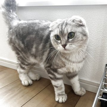 マンチカン(長足)【埼玉県・男の子・2024年5月13日・チンチラシルバー】の写真「折れたお耳とクリっとしたお目々がチャームポイント✨」
