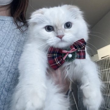 ミヌエット(長足)【埼玉県・女の子・2025年6月24日・クリームポイント（ロング）】の写真「✨瞳が美しい魅力的な女の子✨」