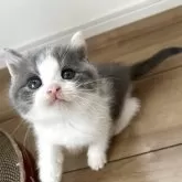 ブリティッシュショートヘア
