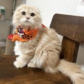 ミヌエット(長足)