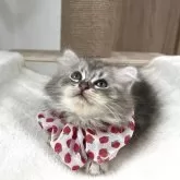 マンチカン(短足)