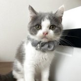 ブリティッシュショートヘア