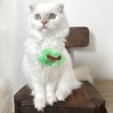 ミヌエット(長足)