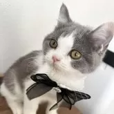 ブリティッシュショートヘア【埼玉県・男の子・2025年8月2日・ブルー&ホワイト】の写真1