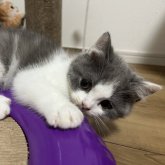 ブリティッシュショートヘア