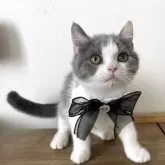 ブリティッシュショートヘア