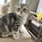 マンチカン(長足)