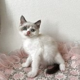 ブリティッシュショートヘア