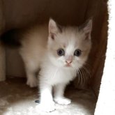 ブリティッシュショートヘア