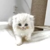 スコティッシュフォールド(折れ耳)
