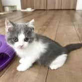 ブリティッシュショートヘア