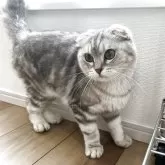 マンチカン(長足)