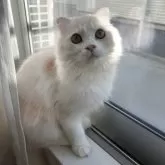 スコティッシュフォールド(折れ耳)