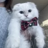 ミヌエット(長足)