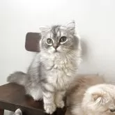 マンチカン(短足)