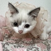 ブリティッシュショートヘア