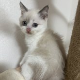 ブリティッシュショートヘア