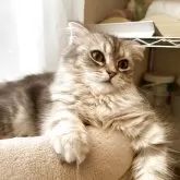 マンチカン(短足)【埼玉県・女の子・2025年5月15日・シルバータビー】の写真2