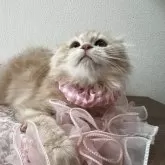 ミヌエット(長足)【埼玉県・女の子・2025年6月24日・クリームダビー】の写真2