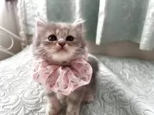 ミヌエット(長足)【埼玉県・女の子・2025年6月24日・ブルータビー】の写真3