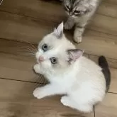 ブリティッシュショートヘア【埼玉県・男の子・2025年8月2日・ライラック&ホワイト】の写真3