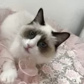 ラグドール【埼玉県・女の子・2025年5月8日・シールポイントバイカラー】の写真4