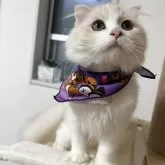 スコティッシュフォールド(折れ耳)【埼玉県・男の子・2025年5月23日・カメオタビー&ホワイト】の写真4