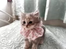 ミヌエット(長足)【埼玉県・女の子・2025年6月24日・ブルータビー】の写真4