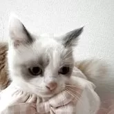 ブリティッシュショートヘア【埼玉県・男の子・2025年8月2日・ライラック&ホワイト】の写真5