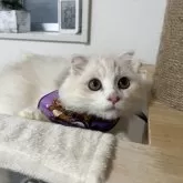 スコティッシュフォールド(折れ耳)【埼玉県・男の子・2025年5月23日・カメオタビー&ホワイト】の写真5