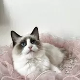 ラグドール【埼玉県・女の子・2025年5月8日・シールポイントバイカラー】の写真5