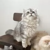 マンチカン(短足)【埼玉県・女の子・2025年5月15日・シルバータビー】の写真5