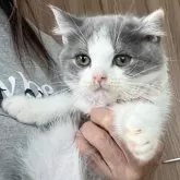 ブリティッシュショートヘア【埼玉県・男の子・2025年8月2日・ブルー&ホワイト】の写真6