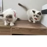 ラグドール【埼玉県・女の子・2025年5月8日・シールポイントバイカラー】の写真7