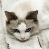 ラグドール【・女の子・2021年9月17日・ブルーポイントバイカラー】