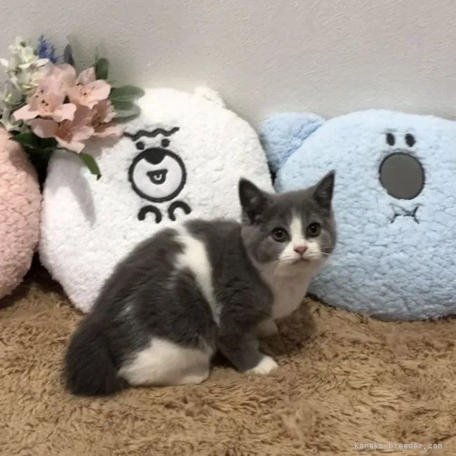 D.Ｉ 様のお迎えした子猫