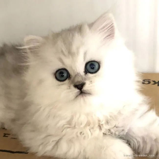 ID:2106-01843の子猫