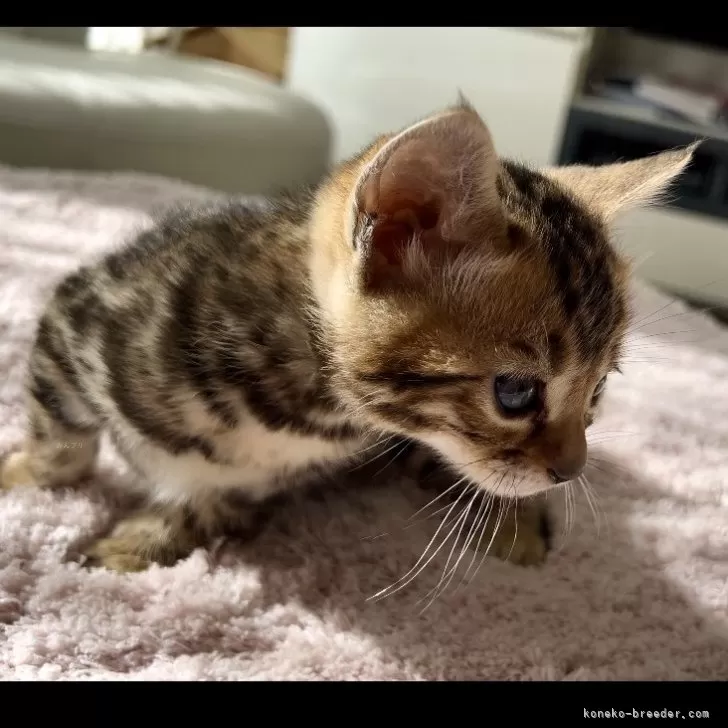 ID：2401-01368の子猫
