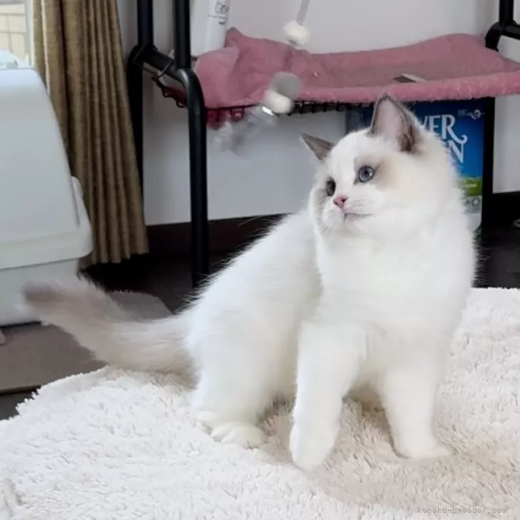 ID：2409-01970の子猫