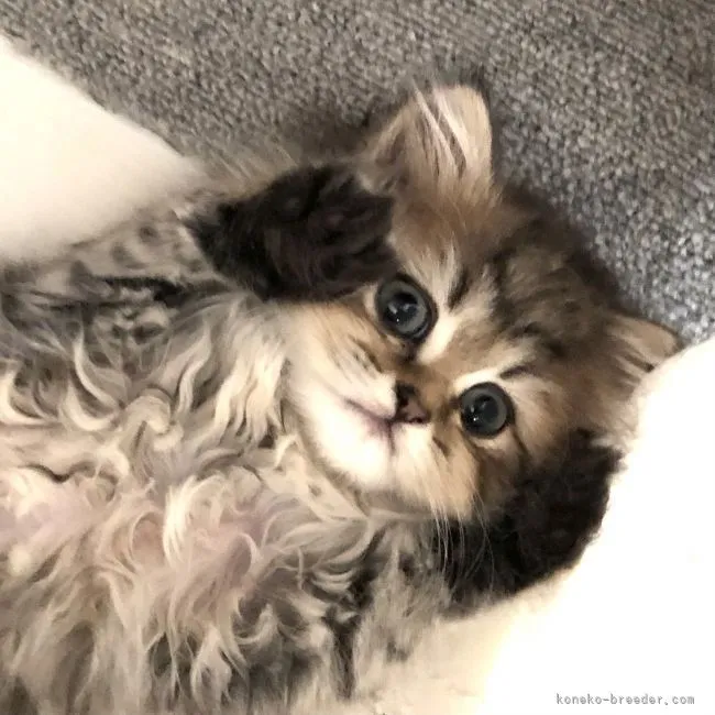ID:2106-01844の子猫