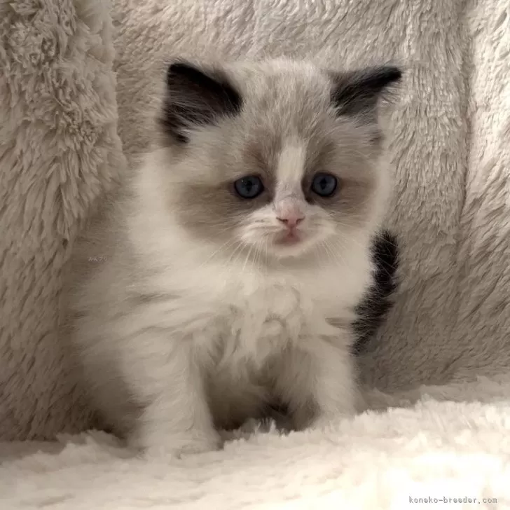 ID:2312-02390の子猫