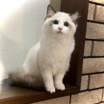 ラグドール【愛知県・女の子・2023年5月24日・シールポイントバイカラー】の写真「美しい女の子です♡」
