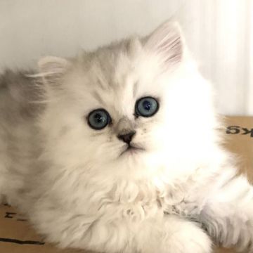 ペルシャ(チンチラ)【愛知県・男の子・2021年5月4日・チンチラシルバー】の写真「おっとり君💕」