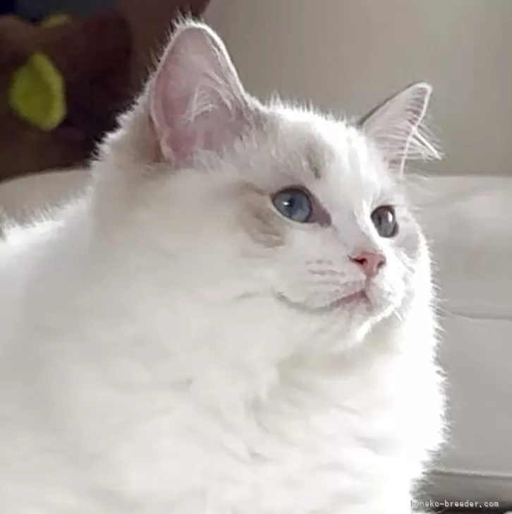 ID:2504-01217の子猫