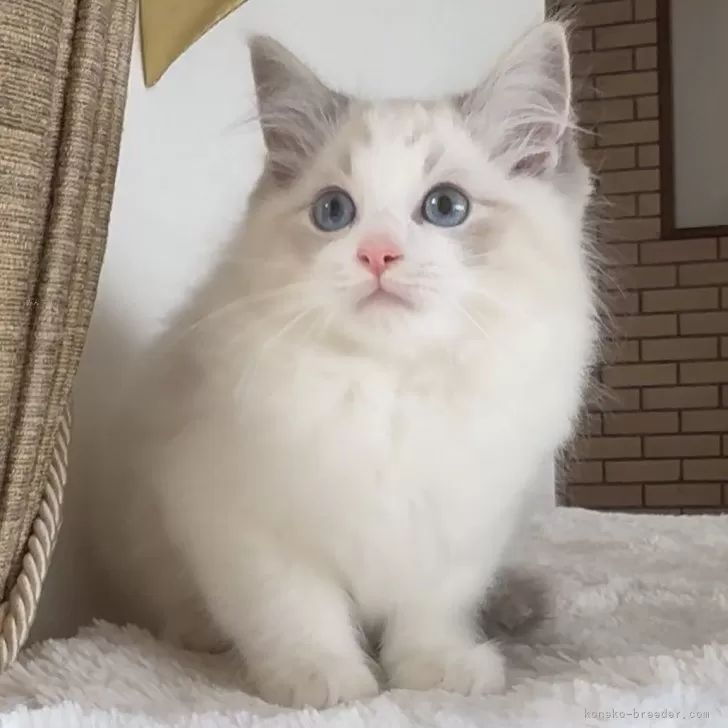 ID:2505-02862の子猫