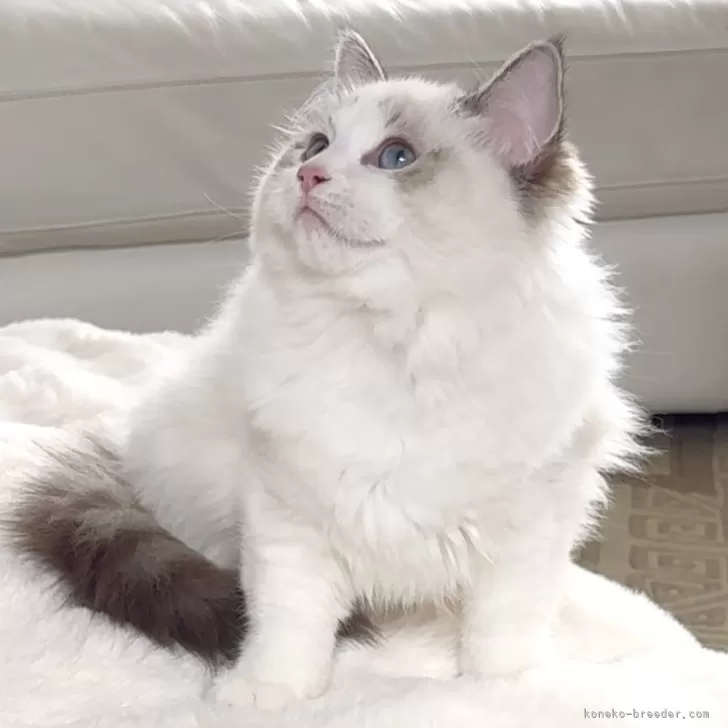 T.H 様のお迎えした子猫