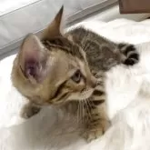 ベンガル